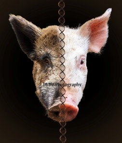 Hybride pig